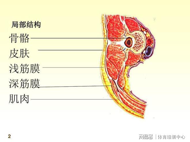 运动痊可科普！筋膜刀工夫正在运动痊可中的运用威廉希尔williamhill(图2)